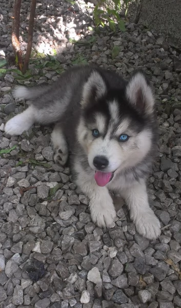 regalo per adozione siberian husky cuccioli | Foto 2