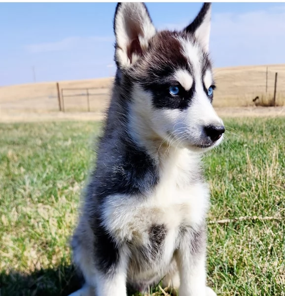 regalo per adozione siberian husky cuccioli | Foto 1