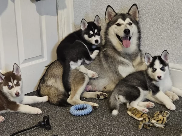 regalo per adozione siberian husky cuccioli | Foto 5