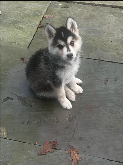 regalo per adozione siberian husky cuccioli | Foto 1