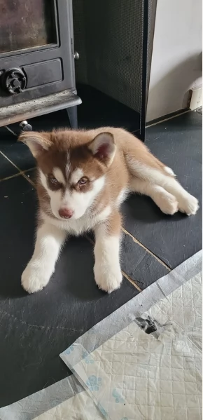 regalo per adozione siberian husky cuccioli | Foto 0