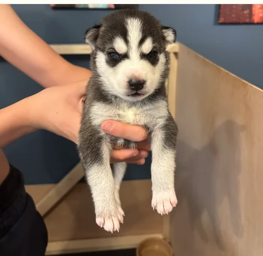 regalo per adozione siberian husky cuccioli | Foto 4