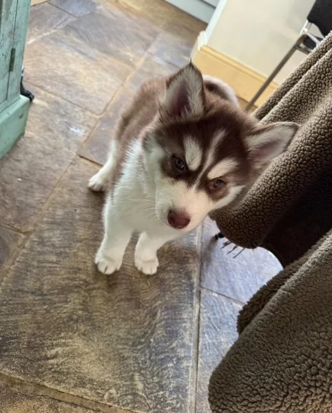 regalo per adozione siberian husky cuccioli | Foto 1