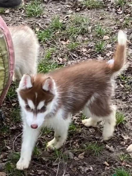 regalo per adozione siberian husky cuccioli | Foto 0