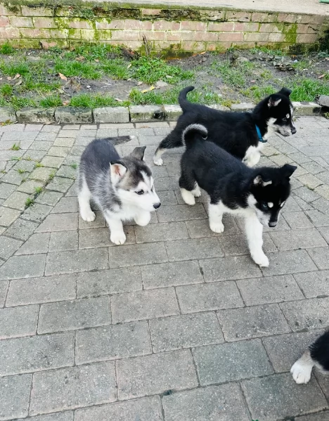 regalo per adozione siberian husky cuccioli | Foto 0