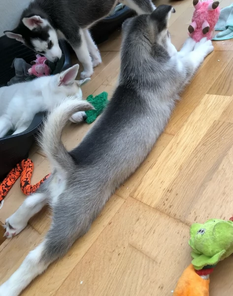 regalo per adozione siberian husky cuccioli | Foto 1