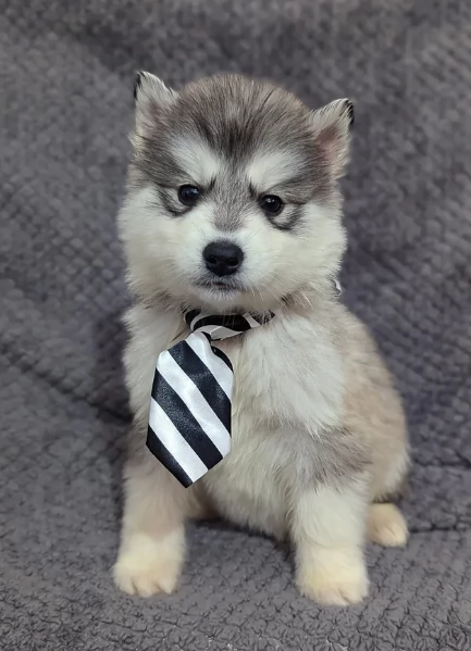 regalo per adozione siberian husky cuccioli