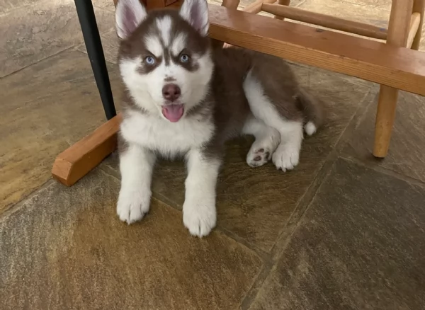 regalo per adozione siberian husky cuccioli | Foto 4