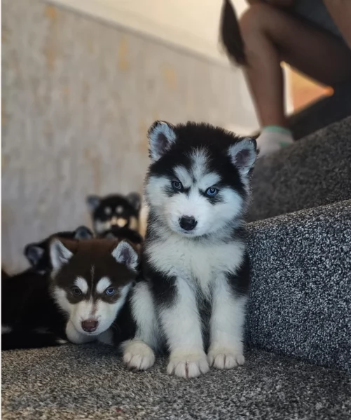 regalo per adozione siberian husky cuccioli | Foto 3