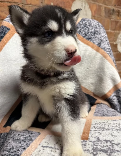 regalo per adozione siberian husky cuccioli | Foto 0
