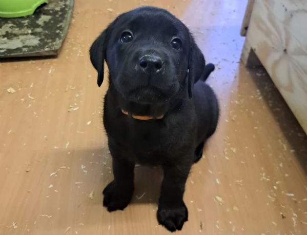 Cuccioli di labrador retriever con pedigree | Foto 3