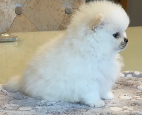 regalo per adozione pomerania cuccioli | Foto 1