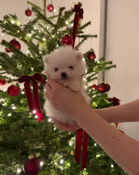 regalo per adozione pomerania cuccioli | Foto 0