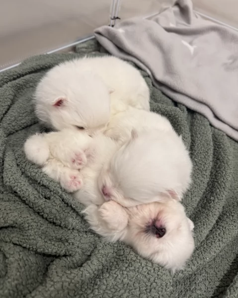 regalo per adozione pomerania cuccioli