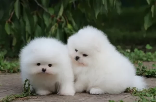 regalo per adozione pomerania cuccioli | Foto 3