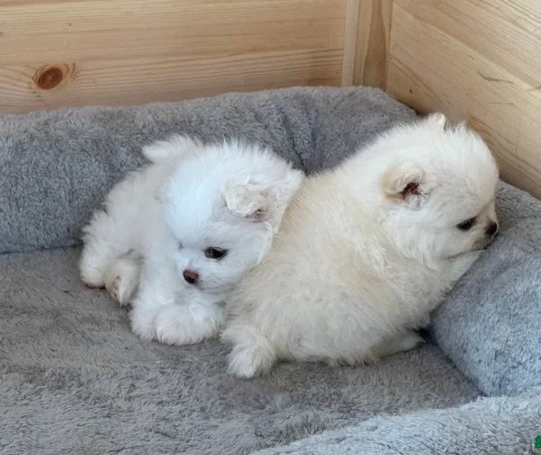 regalo per adozione pomerania cuccioli