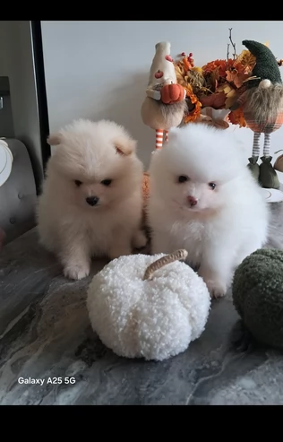 regalo per adozione pomerania cuccioli