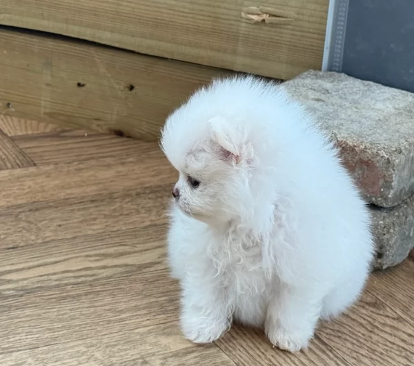 regalo per adozione pomerania cuccioli | Foto 4