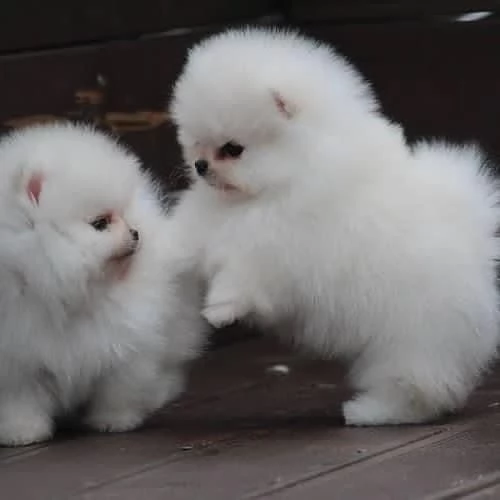 regalo per adozione pomerania cuccioli