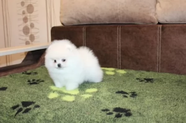 regalo per adozione pomerania cuccioli | Foto 2