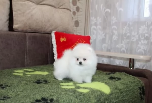regalo per adozione pomerania cuccioli | Foto 0
