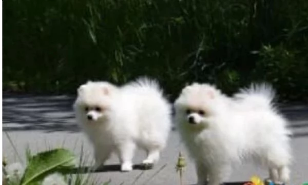 regalo per adozione pomerania cuccioli | Foto 0