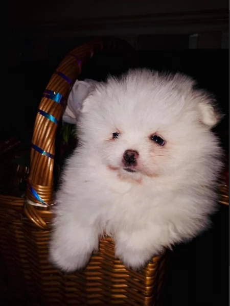 regalo per adozione pomerania cuccioli | Foto 6