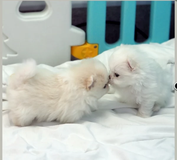 regalo per adozione pomerania cuccioli | Foto 5