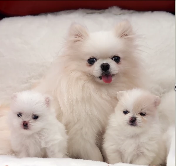 regalo per adozione pomerania cuccioli | Foto 3