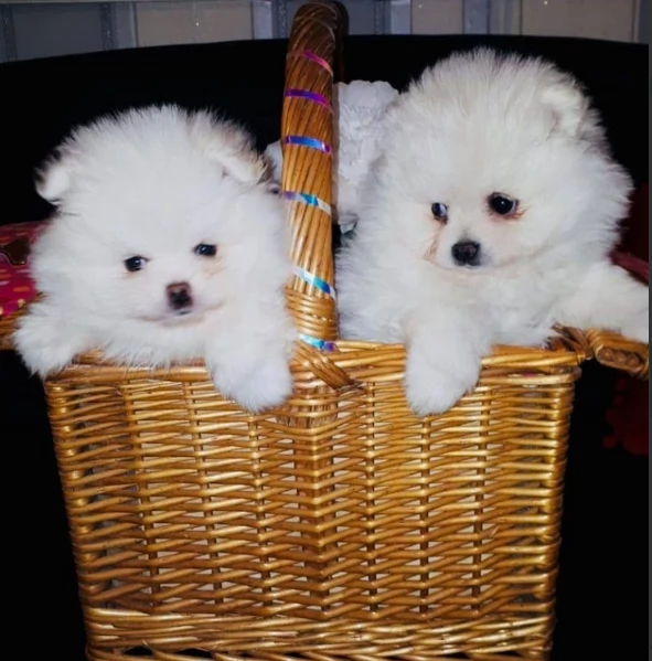 regalo per adozione pomerania cuccioli | Foto 1