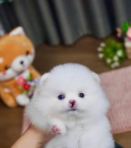 regalo per adozione pomerania cuccioli