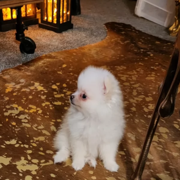 regalo per adozione pomerania cuccioli | Foto 4