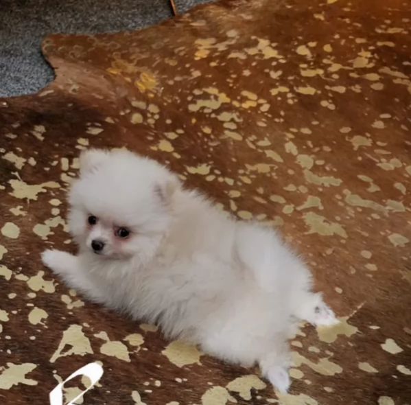 regalo per adozione pomerania cuccioli | Foto 3