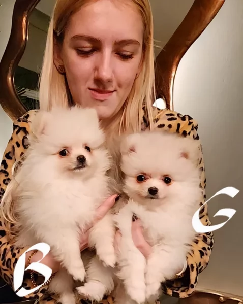 regalo per adozione pomerania cuccioli | Foto 1