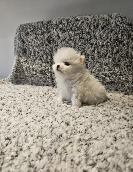 regalo per adozione pomerania cuccioli | Foto 0