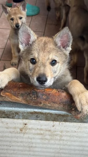 Cucciolo lupo cecoslovacco 