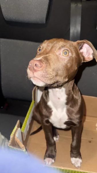American Pitbull Terrier Red Nose  cucciolo 4 mesi