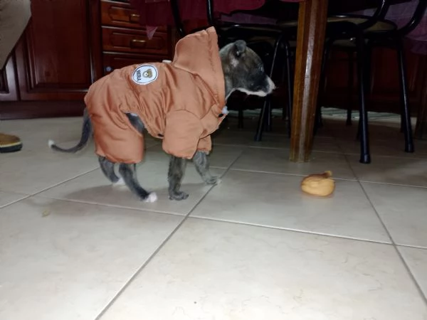 levriero whippet puro con occhi azzurri | Foto 2