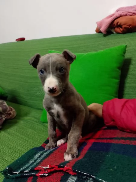 levriero whippet puro con occhi azzurri | Foto 1