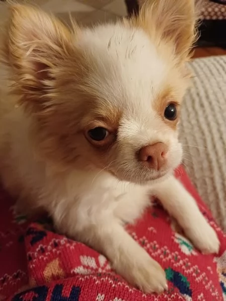 Chihuahua a pelo lungo | Foto 3