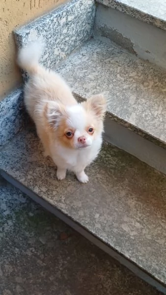 Chihuahua a pelo lungo | Foto 2