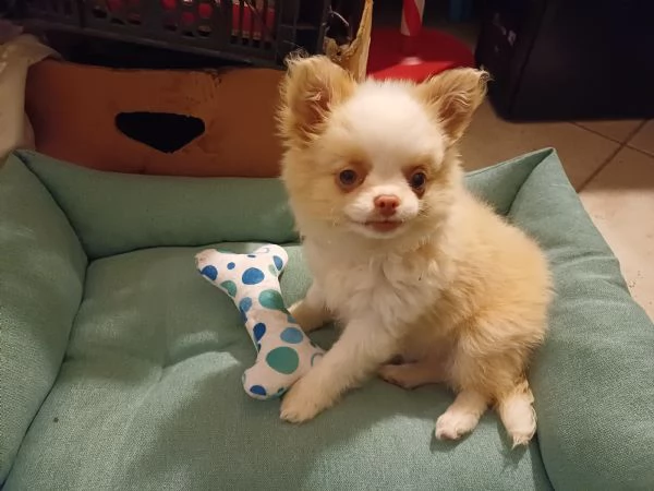 Chihuahua a pelo lungo | Foto 1