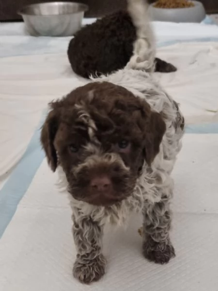Lagotto Romagnolo  | Foto 0