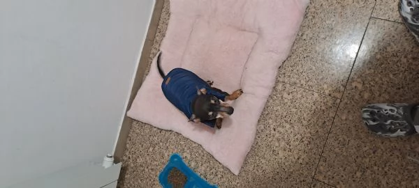 Pinscher medio regalo o adozione | Foto 0