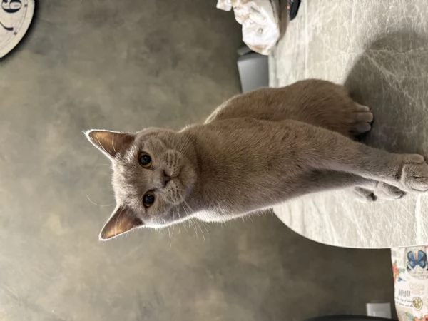 British Shorthair | Foto 3