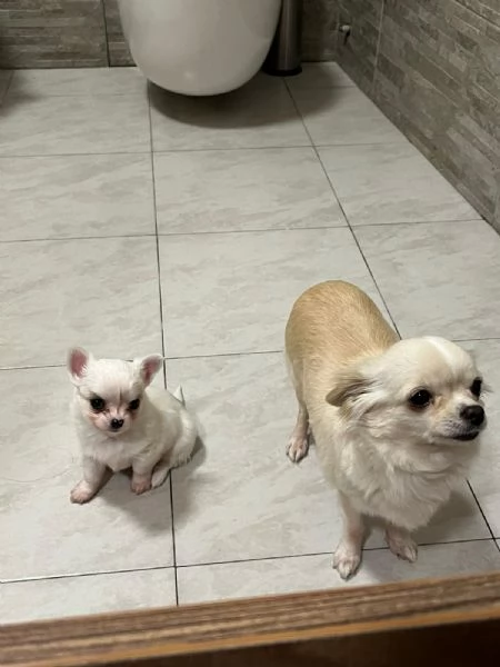 Chihuahua  | Foto 1