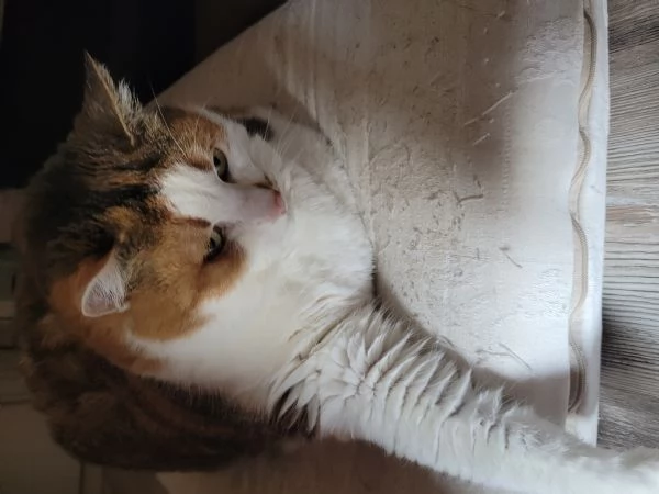 Cerco casa per la mia gatta