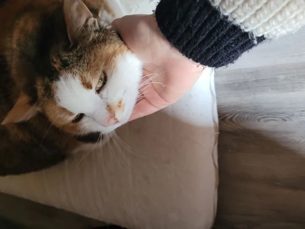 Cerco casa per la mia gatta | Foto 1