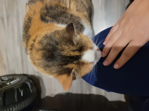 Cerco casa per la mia gatta | Foto 5