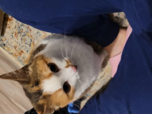 Cerco casa per la mia gatta | Foto 4